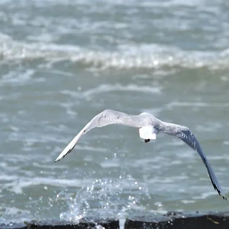 Martha-muller-graehlert-weg 6 8 Zingst
